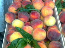 Фрукты из Сербии