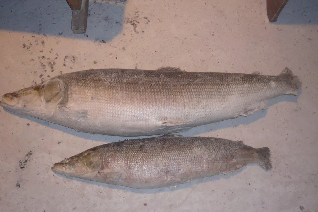 фотография продукта Рыбные деликатесы из Якутии